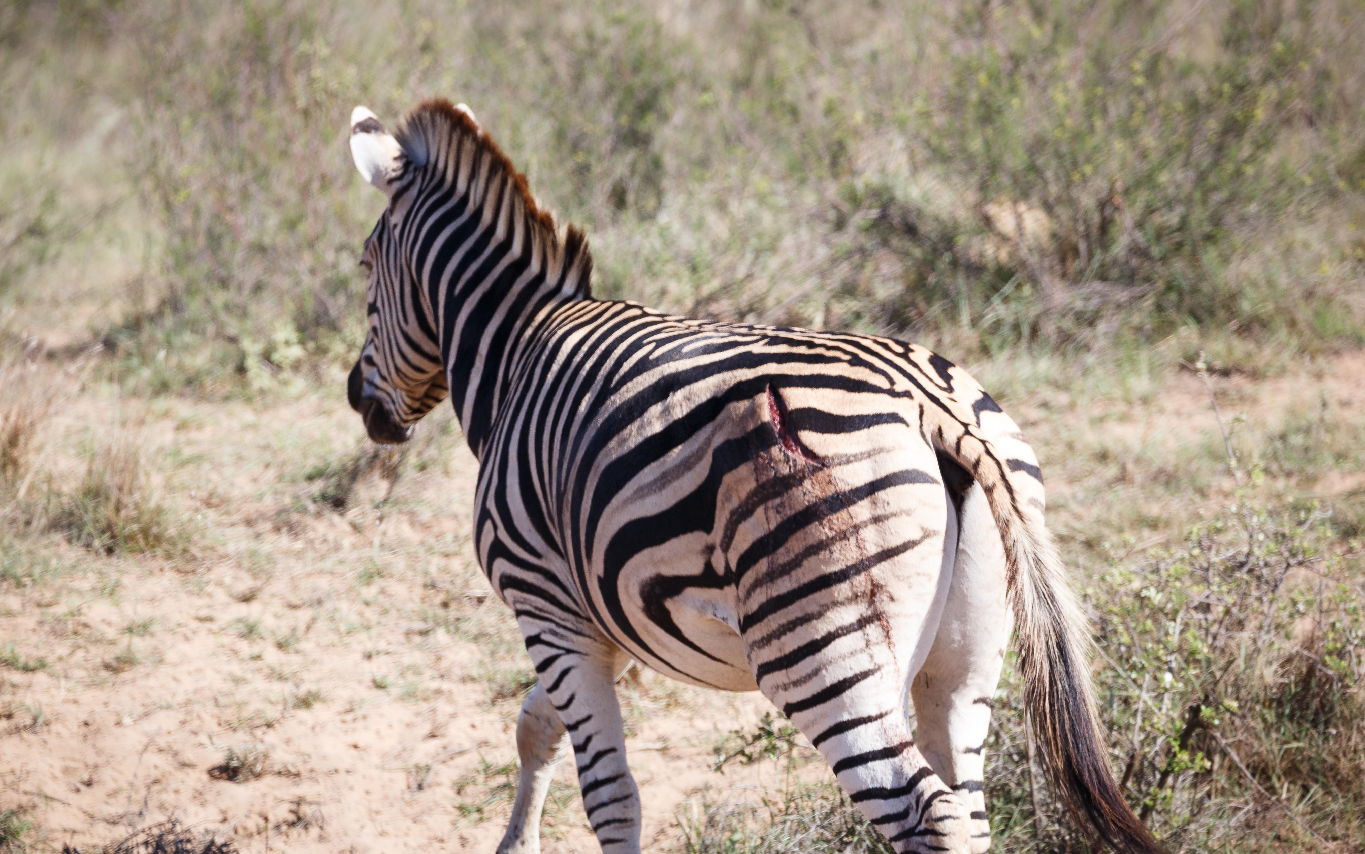 Bukela Game Lodge - Amakhala Game Reserve Exteriér fotografie