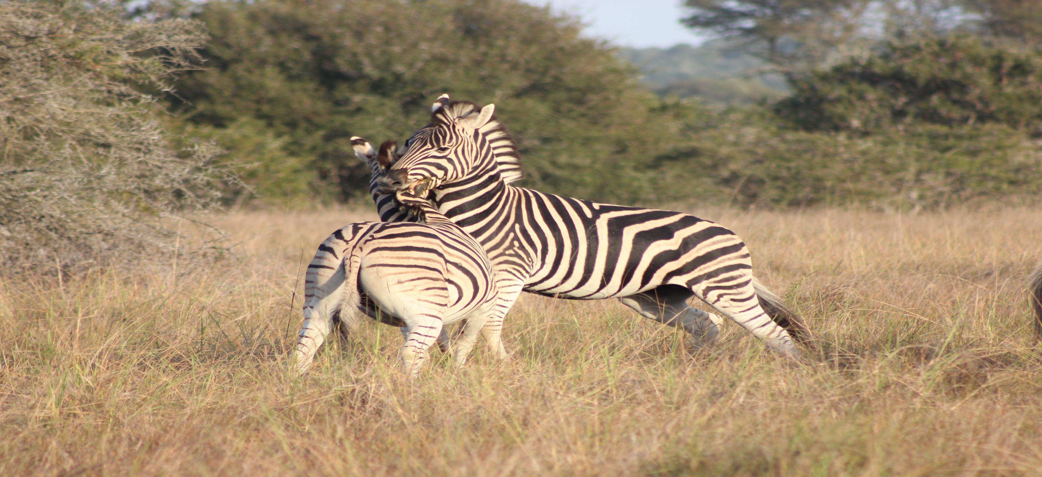 Bukela Game Lodge - Amakhala Game Reserve Exteriér fotografie