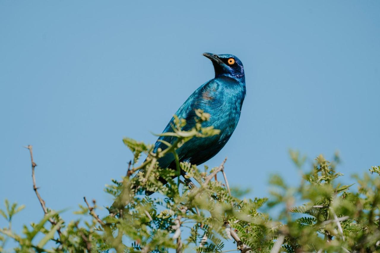 Bukela Game Lodge - Amakhala Game Reserve Exteriér fotografie