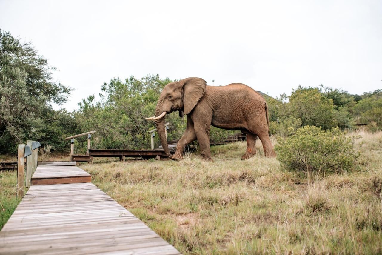 Bukela Game Lodge - Amakhala Game Reserve Exteriér fotografie