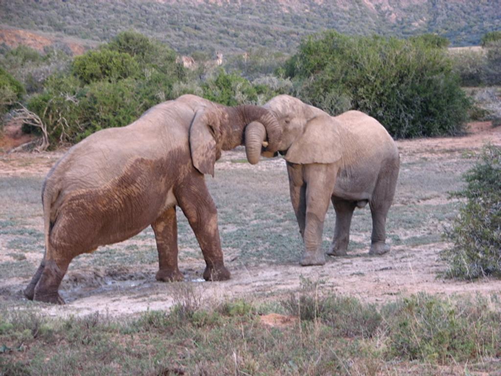 Bukela Game Lodge - Amakhala Game Reserve Exteriér fotografie